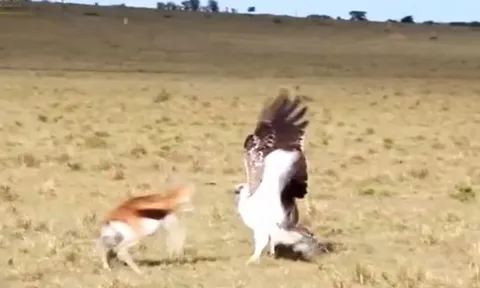 CLIP: Linh dương mẹ bất chấp hiểm nguy chiến đấu với đại bàng để cứu con 