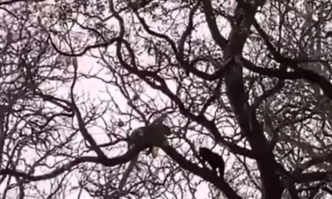 CLIP: 'Nín thở' xem màn tử chiến của báo đen và báo hoa mai trên ngọn cây