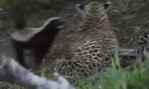 CLIP: Lửng mật mẹ xả thân cứu con thoát khỏi nanh vuốt báo hoa mai