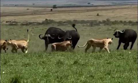CLIP: Trâu rừng dũng mãnh phản công khiến sư tử hoảng loạn bỏ chạy
