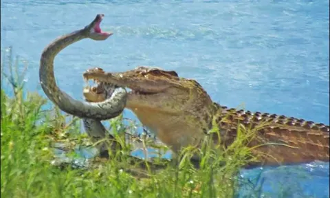CLIP: Trăn ‘khủng’ tuyệt vọng vùng vẫy tìm sự sống trước hàm cá sấu
