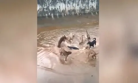 CLIP: Rái cá đơn độc tử chiến 9 con chó dữ giữa kênh nước