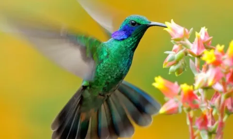 Ngắm vẻ đẹp rực rỡ của loài chim tí hon duy nhất có thể bay lùi