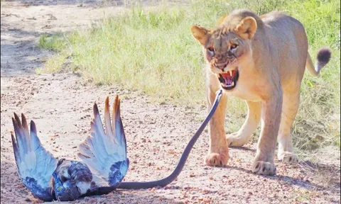 CLIP: Bị rắn cực độc tóm gọn, chim cắt may mắn được sư tử giải cứu