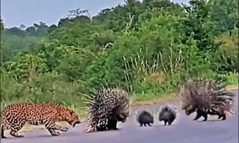 CLIP: Báo hoa mai ‘ăn quả đắng’ khi cả gan tấn công gia đình nhím