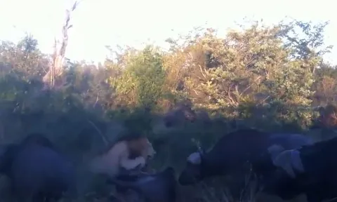 CLIP: Đàn trâu rừng 'đánh hội đồng' sư tử và cái kết ngỡ ngàng