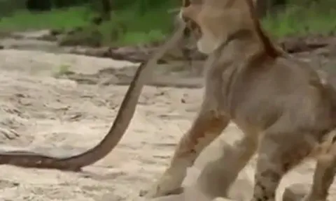 CLIP: Thị uy trăn đá, sư tử kinh hãi khi bị đối thủ đớp thẳng mặt