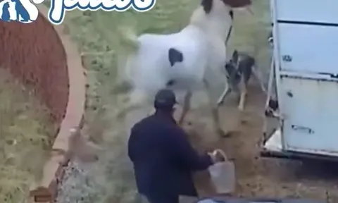 CLIP: Chó Pitbull liều mạng tấn công ngựa và cái kết nhớ đời