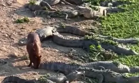 CLIP: Chuột lang nước ung dung đi giữa 100 con cá sấu và kết cục ngỡ ngàng