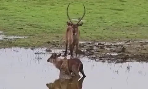 CLIP: Bị cả đồng loại lẫn cá sấu tấn công, linh dương non vẫn thoát chết ngoạn mục