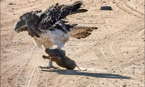 CLIP: Đại bàng khổng lồ bổ nhào từ trên không xuống đoạt mạng lợn bướu