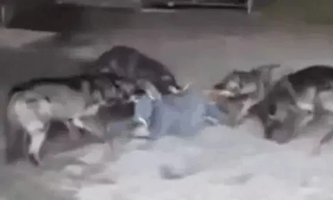 CLIP: Bị cả đàn sói tấn công dữ dội, người đàn ông vẫn thoát hiểm ấn tượng