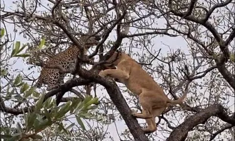 CLIP: Sư tử bất ngờ trình diễn khả năng leo cây, ác chiến với báo hoa mai