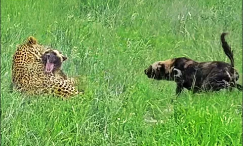 CLIP: Bị báo hoa mai phục kích, chó hoang mất mạng dù được cả đàn trợ chiến
