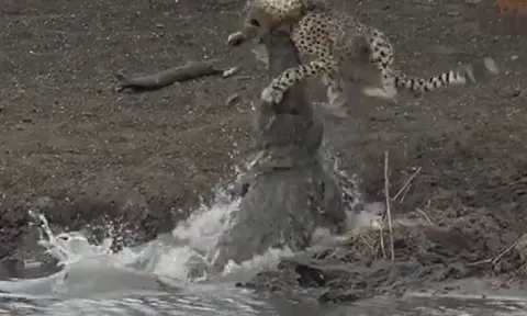 CLIP: Cá sấu phục kích, phi thân nhanh như chớp tóm gọn báo săn