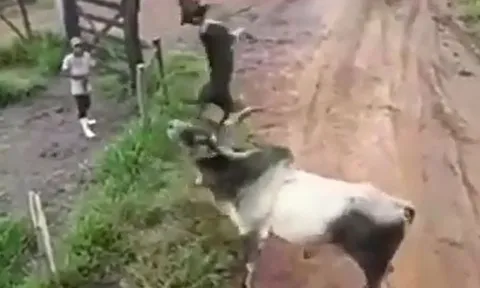 CLIP: Tấn công bò đực, 2 chú chó bị phản đòn thảm hại