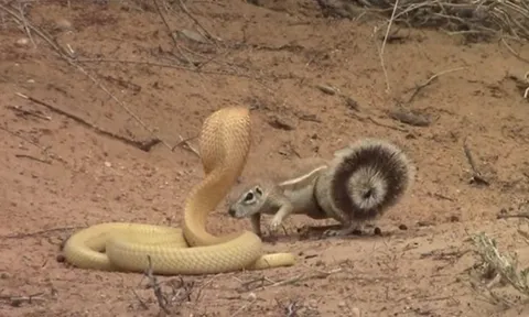 CLIP: Sóc mẹ dũng cảm tử chiến với rắn hổ mang chúa để bảo vệ đàn con