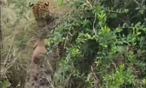 CLIP: Khoảnh khắc nghẹt thở trong cuộc tử chiến giữa báo hoa mai và linh cẩu