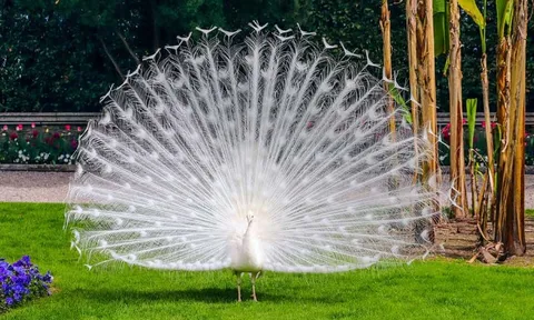 Chùm ảnh vẻ đẹp tinh khiết hiếm có của chim công trắng