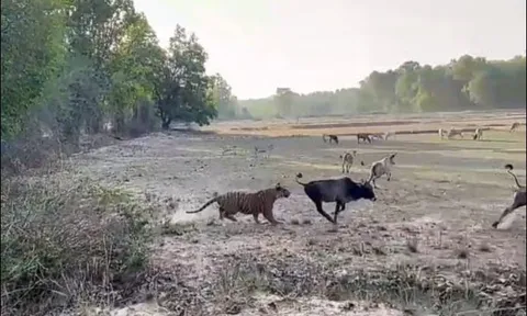 CLIP: Hổ dữ lao ra đồng, trộm bò của nông dân