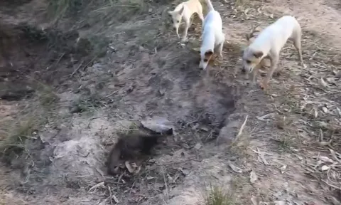 CLIP: Cầy mangut tử chiến cùng đàn chó