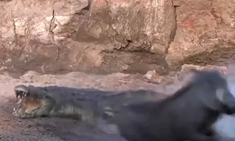 CLIP: Mai phục kỹ lưỡng, cá sấu vẫn nhận cái kết ê chề trước lợn rừng và hươu sao