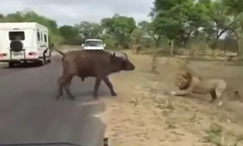 CLIP: Dại dột thách thức sư tử, trâu rừng nhận cái kết 'đắng'