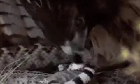 CLIP: Vừa săn được sóc đất, rắn đuôi chuông đã trở thành bữa ăn cho diều hâu