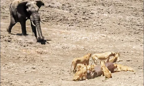 Chùm ảnh: Voi tấn công bầy sư tử để giải cứu trâu rừng