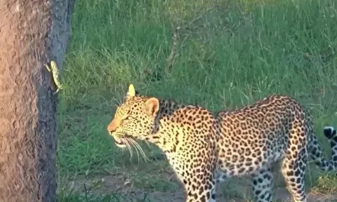 CLIP: Tắc kè làm ra hành động gây 'sốc' khi đối đầu với báo đốm