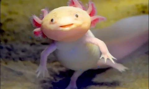 Top 10 loài động vật kỳ thú khiến bạn phải trầm trồ