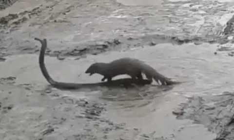 CLIP: Màn quyết đấu sinh tử giữa cầy Mangut và rắn hổ mang trong vũng bùn