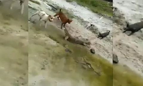 CLIP: Chạm trán đàn chó nhà, kỳ đà nhận cái kết thảm