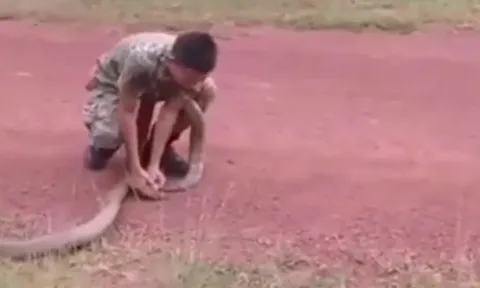 CLIP: Nam quân nhân dùng tay không khống chế rắn hổ mang chúa 'khủng' và cái kết 'thót tim'