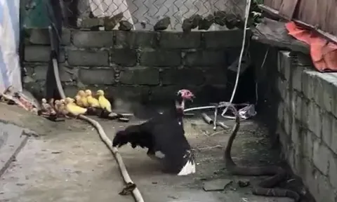 CLIP: Mò vào chuồng săn gà con, rắn hổ mang bị gà mẹ tung ‘liên hoàn cước’