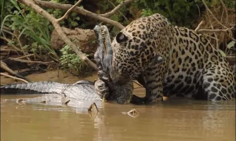 CLIP: Khoảnh khắc báo đốm tung đòn hạ sát cá sấu sau cuộc 'thủy chiến' kịch tính