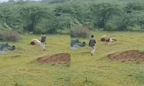 CLIP: Thanh niên suýt mất mạng khi liều lĩnh áp sát sư tử để chụp ảnh