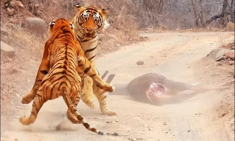CLIP: Săn được mồi ‘khủng’, hổ dữ vẫn phải nhịn đói vì nguyên nhân bất ngờ