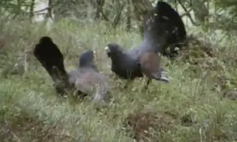 CLIP: Đang quyết đấu, gà gô bất ngờ thành mồi cho “kẻ thứ ba”