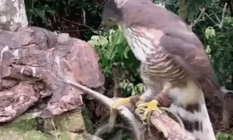 CLIP: Rắn độc bị diều hâu mổ mù mắt trong cuộc chiến sinh tồn khốc liệt