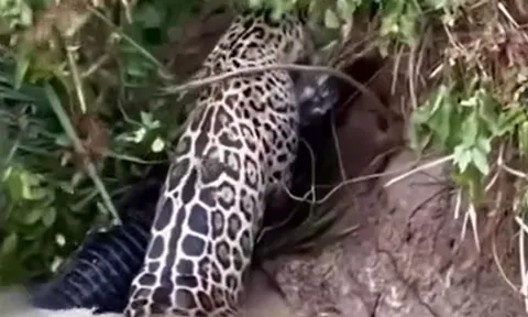 CLIP: Báo đốm lao xuống sông, hạ gục cá sấu trong tích tắc