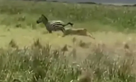 CLIP: Ngựa vằn bỏ mạng trong vòng vây tử thần của bầy sư tử cái