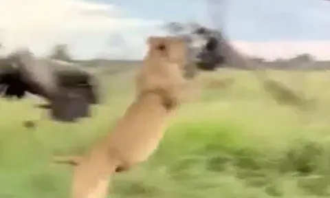 CLIP: Liều lĩnh cướp thức ăn thừa của sư tử, kền kền phải trả giá bằng cả tính mạng
