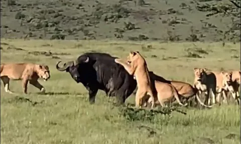 CLIP: Trâu rừng ác chiến giành sự sống trước bầy sư tử