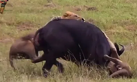 CLIP: Trâu mẹ mới sinh liều mình quật ngã sư tử đực bảo vệ con