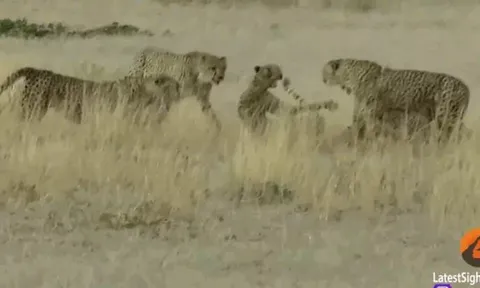 CLIP: Báo mẹ nằm im chịu đòn để bảo vệ đàn con trước 4 báo đực