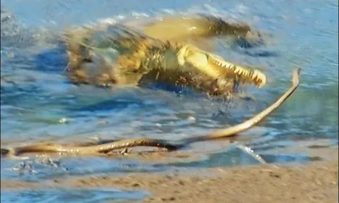 CLIP: Rắn cực độc bỏ mạng khi lọt vào lãnh địa của cá sấu