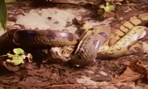 CLIP: Trăn anaconda khổng lồ lặng lẽ mai phục, hạ cá sấu caiman trong tích tắc