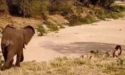 CLIP: Đang nghỉ ngơi, đàn sư tử bỗng vội vã tháo chạy khi con vật này xuất hiện