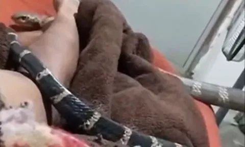 CLIP: Rắn hổ mang chúa bò qua người, nam thanh niên vẫn thản nhiên quay phim